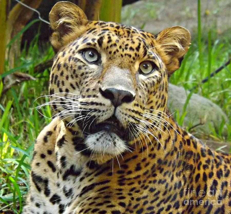 Jungle Photograph - Leopard Face by Clare Bevan