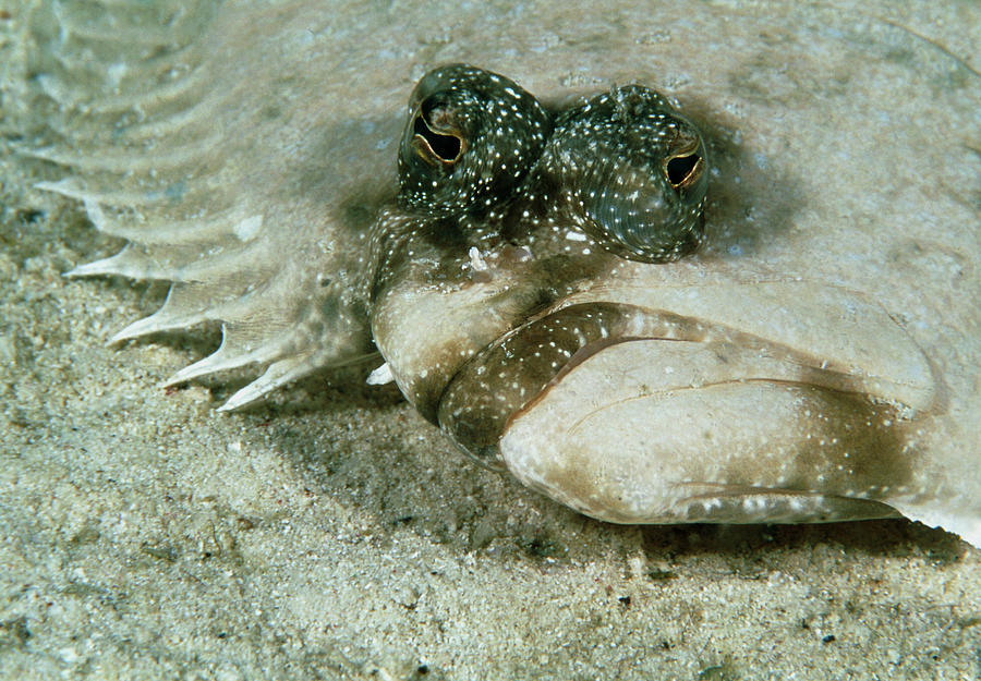 Leopard Flounder Photograph by Matthew Oldfield/science Photo Library