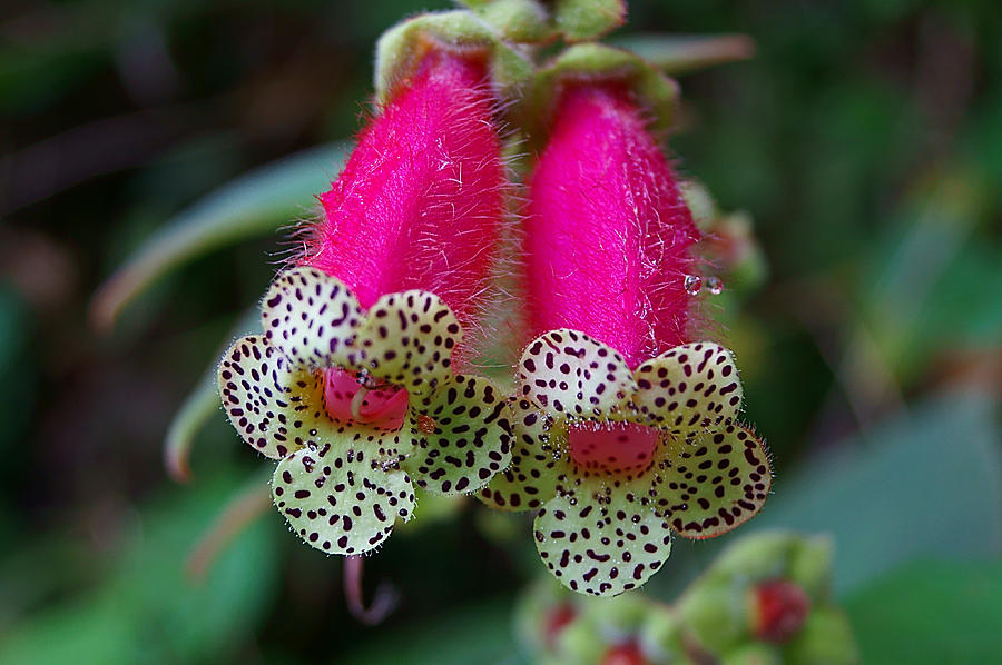 Flowers Still Life Photograph - Leopard Flower - K. digitaliflora by Blair Wainman