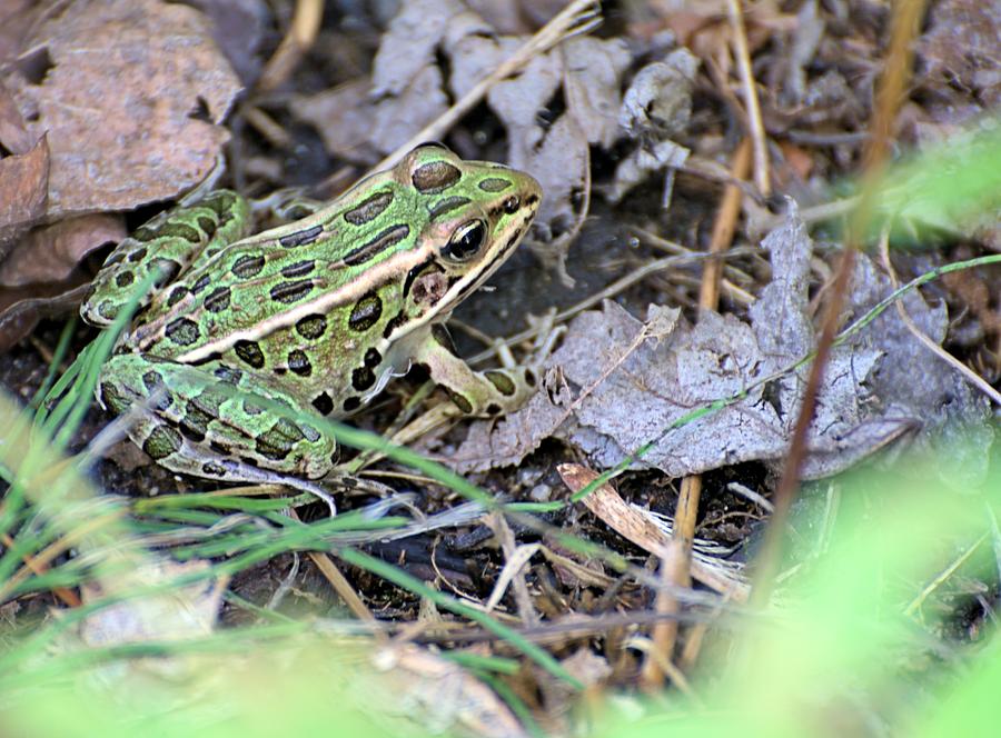 Frog Photograph - Leopard Frog And Leaf Litter by Andrew Miles Frog Photograph - Leopard Frog And Leaf Litter by Andrew Miles