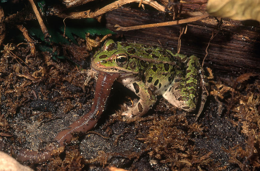 Leopard Frog Eating Worm Photograph by John Mitchell