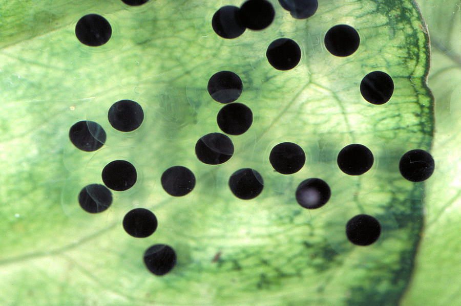 Leopard Frog Eggs Photograph by John Mitchell