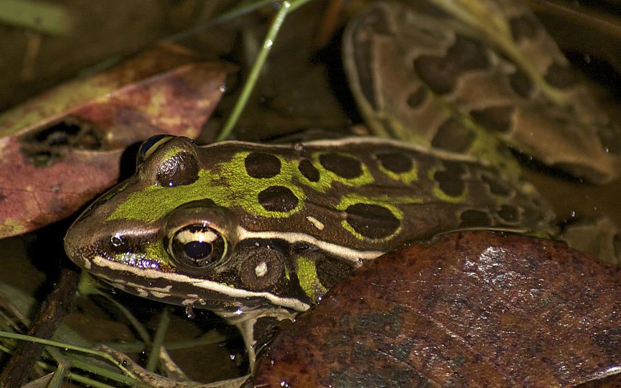 Leopard Frog by Greg Vizzi Leopard Frog by Greg Vizzi