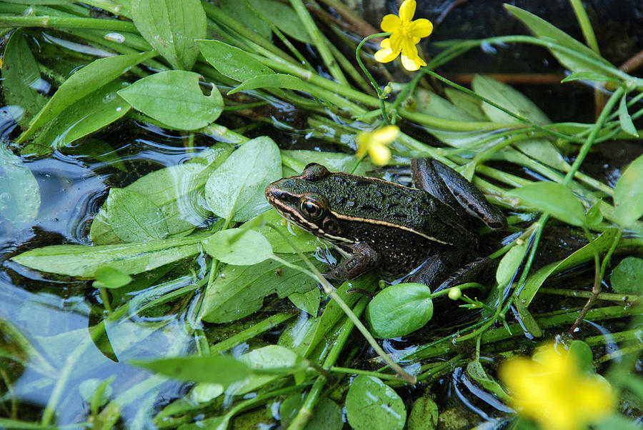 Leopard Frog In The Marsh Marigolds Photograph by Janice Adomeit