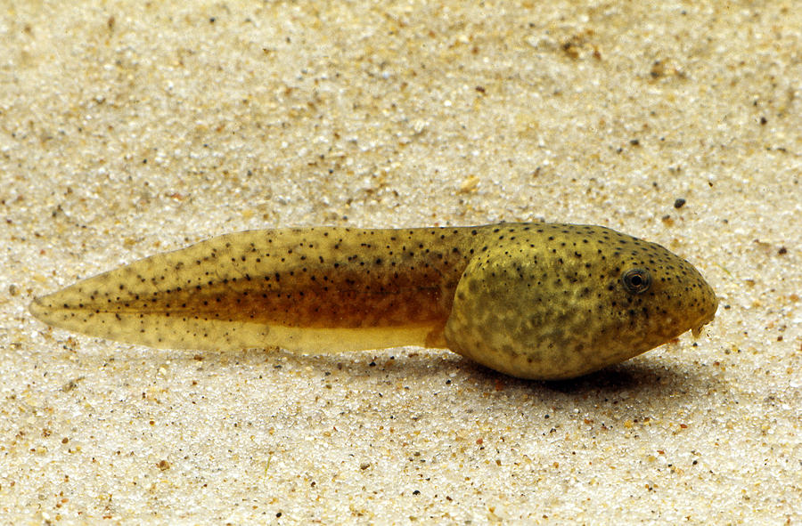 Leopard Frog Tadpole Photograph by Harry Rogers