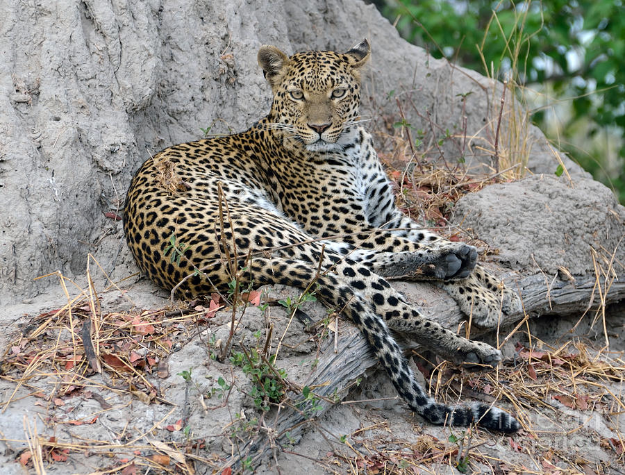 Leopard Gaze Termite Hill Photograph by Tom Wurl
