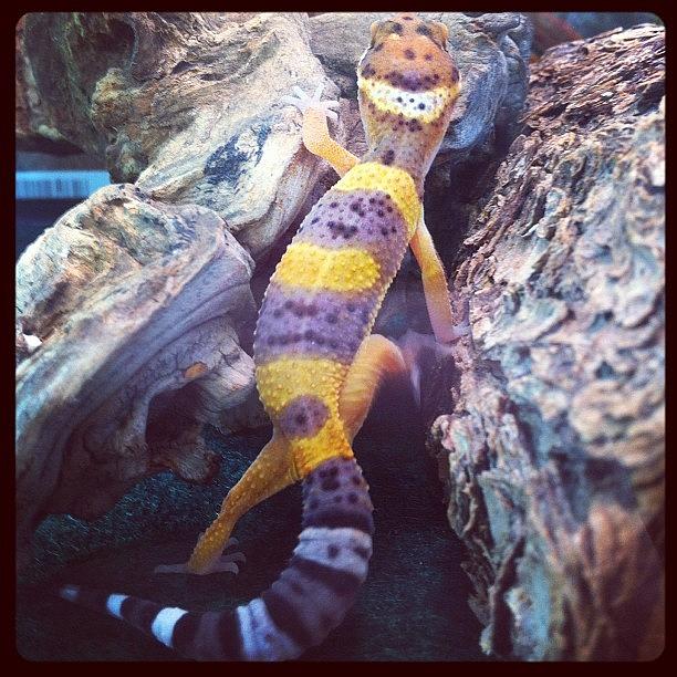 Reptile Photograph - Leopard Gecko At Work by Nicole Jones