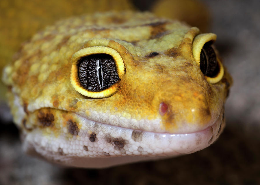Leopard Gecko Close-up Full Face Photograph by Nigel Downer