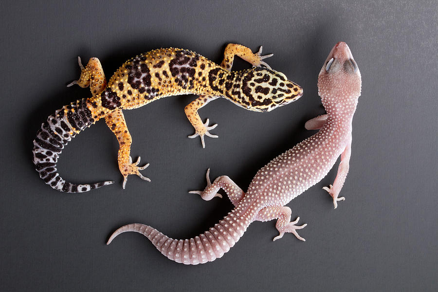 Animal Photograph - Leopard Gecko E. Macularius Collection by David Kenny