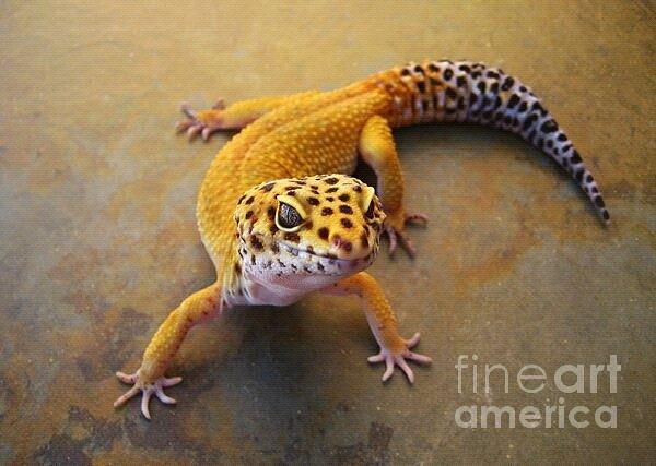 Leopard Gecko Photograph by Jacob Garn