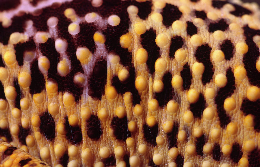 Wildlife Photograph - Leopard Gecko Skin by Nigel Downer