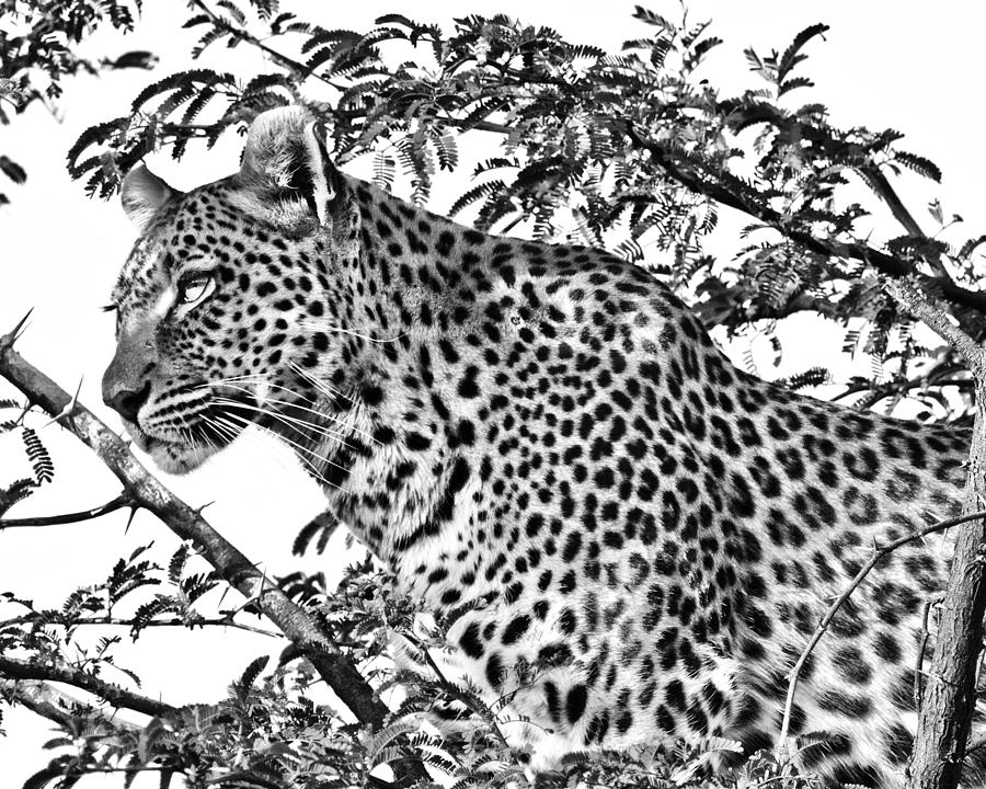 Leopard Photograph by Gigi Ebert