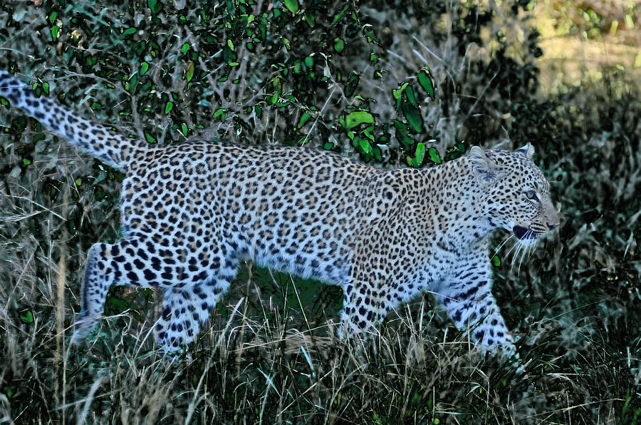 Leopard Glow on The Prowl Photograph by Tom Wurl