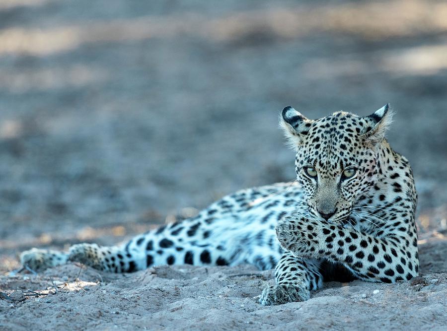 Leopard Grooming Photograph by Tony Camacho/science Photo Library