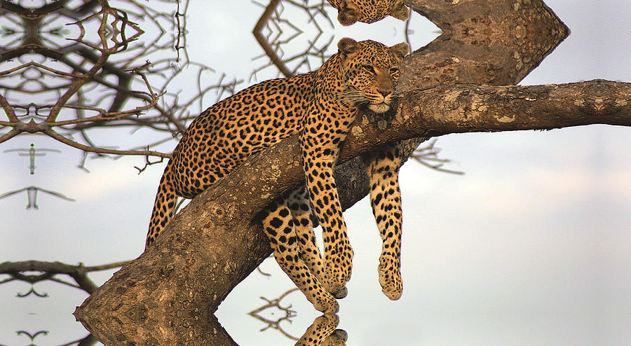 Sunset Painting - Leopard Having A Tranquil Life. by Raphael  Sanzio