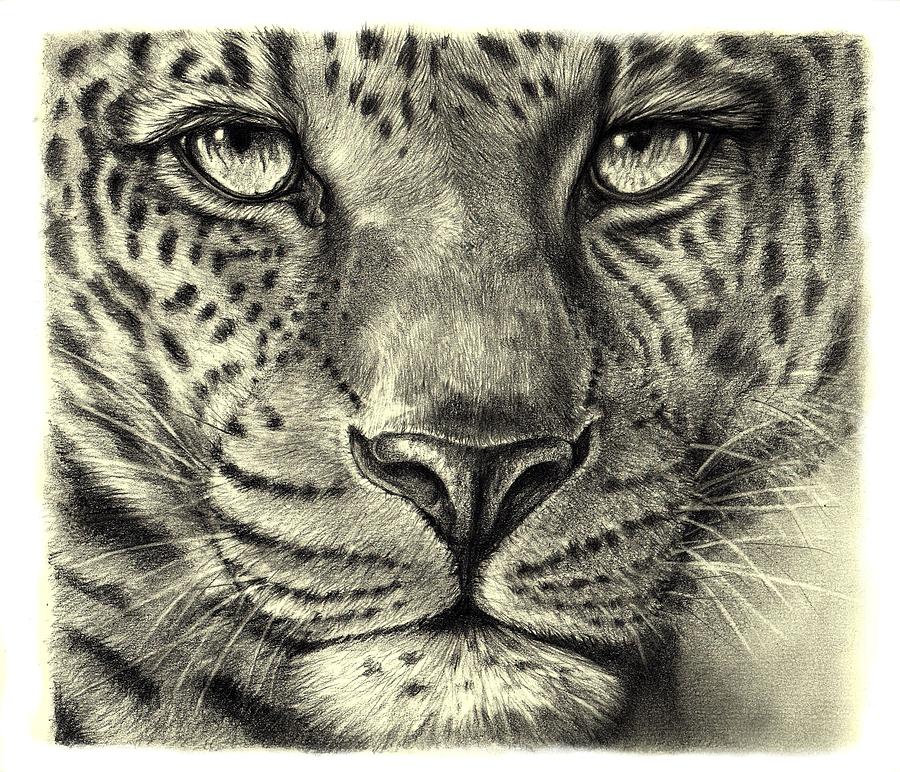 Leopard Drawing by Heidi Kriel