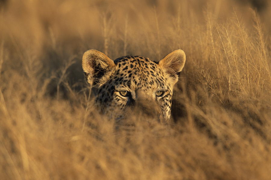 Leopard Hiding In Grass Photograph by Martin Harvey