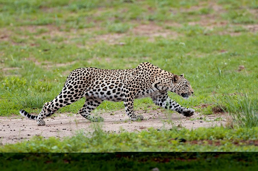 Leopard hunting Photograph by Tony Camacho - Pixels