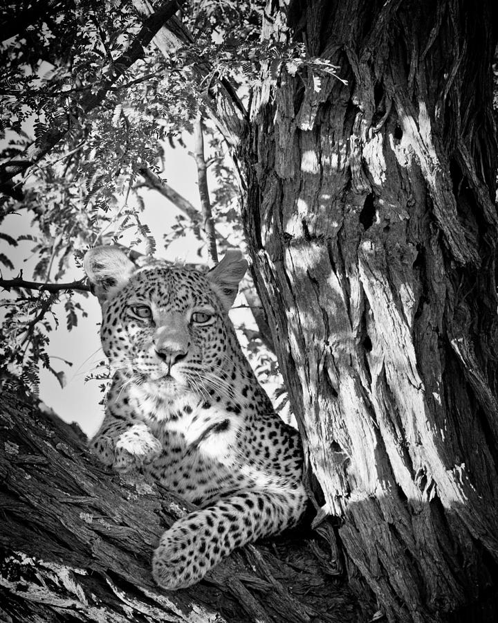 Leopard II Photograph by Gigi Ebert