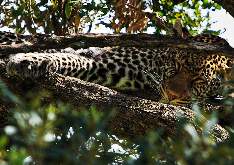 Leopard In A Tree Photograph by Aidan Moran