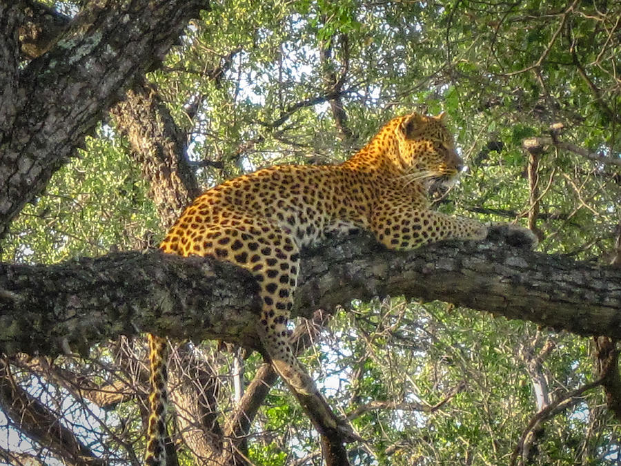 Leopard in a Tree Photograph by Gregory Daley  MPSA