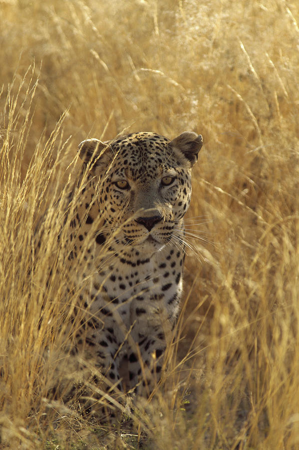 Leopard In Grass Country Etosha Np Photograph by Konrad Wothe