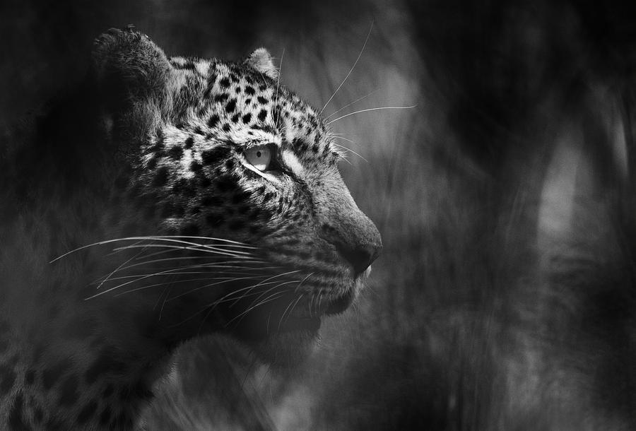 Leopard in Shadows Photograph by Max Waugh