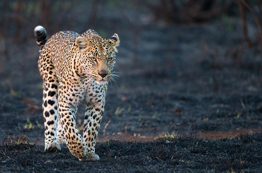 Leopard in the Burn Photograph by Max Waugh