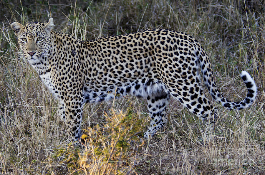 Leopard in the wild Digital Art by Pravine Chester