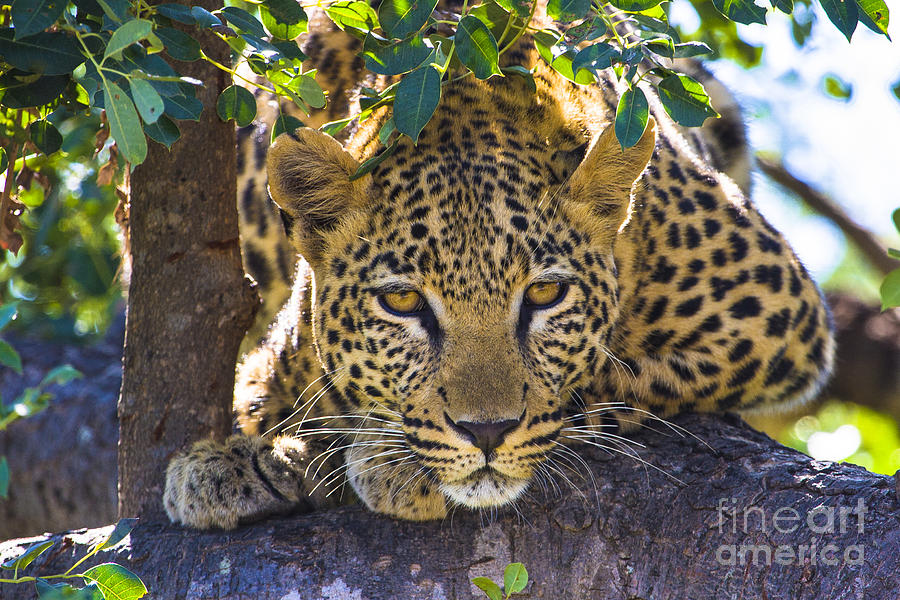 Leopard in Tree Photograph by Jennifer Ludlum