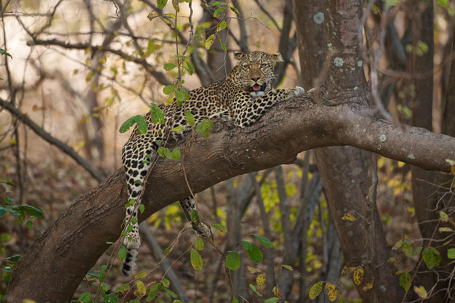 Leopard in tree Photograph by Johan Elzenga