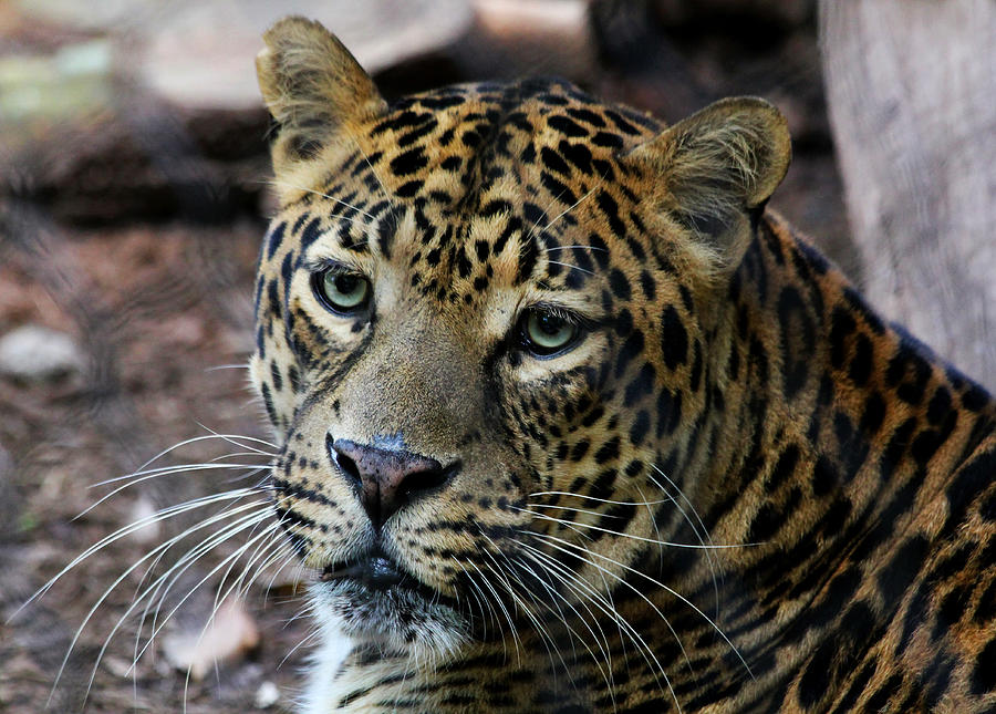 Leopard Photograph by Judy Vincent