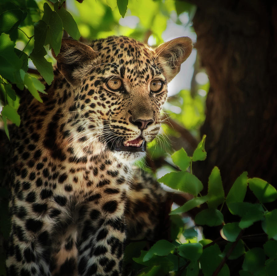 Tree Photograph - Leopard Juvenile Portrait In Tree by Sheila Haddad