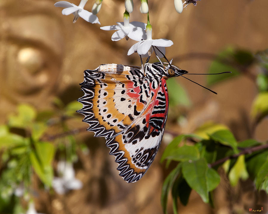 Leopard Lacewing Butterfly DTHU619 Photograph by Gerry Gantt