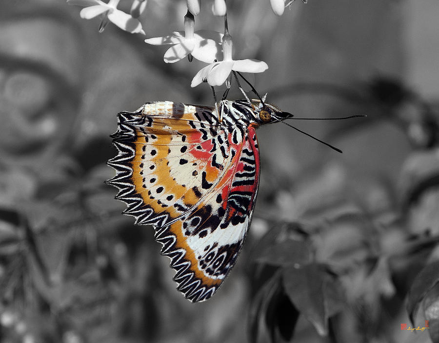 Leopard Lacewing Butterfly DTHU619BW Photograph by Gerry Gantt