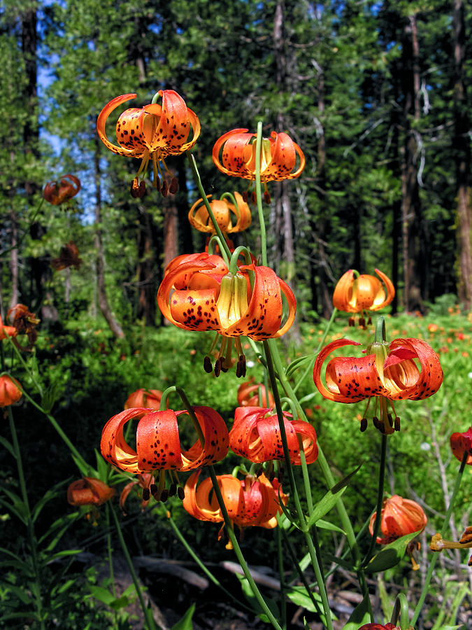 Leopard Lilies Blooming in the Woods Photograph by Kathleen Bishop