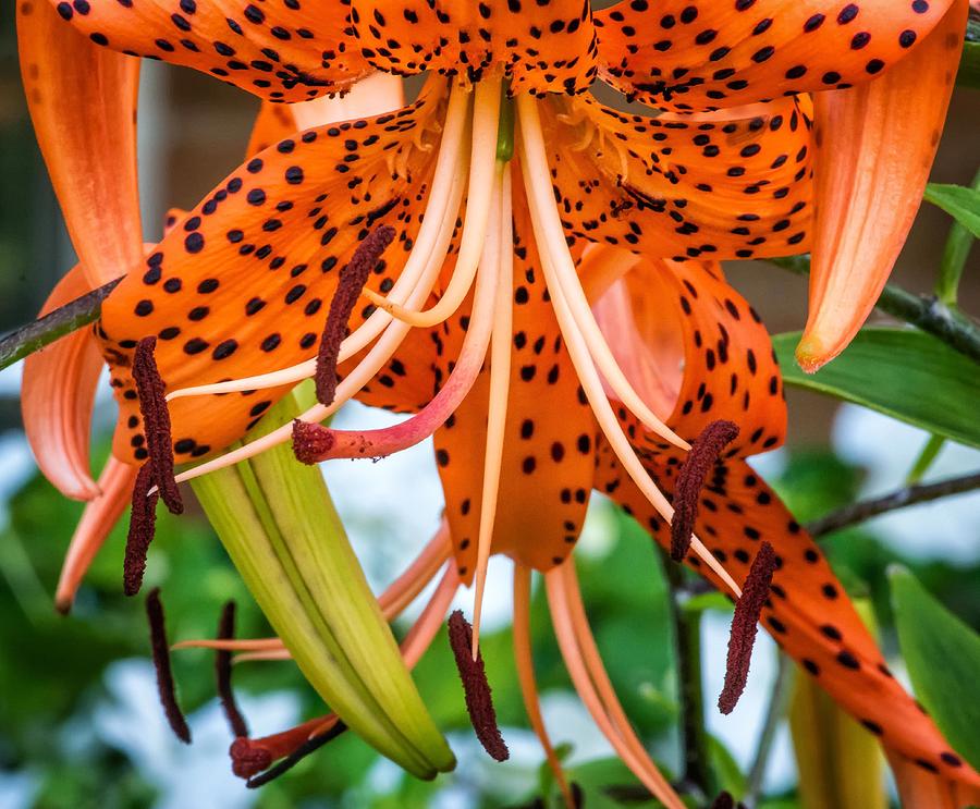 Leopard Lily Photograph By Steve Harrington Fine Art America