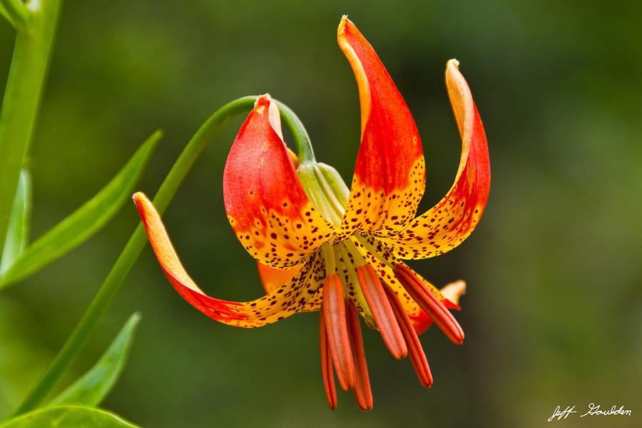 Leopard Lily in Bloom Photograph by Jeff Goulden