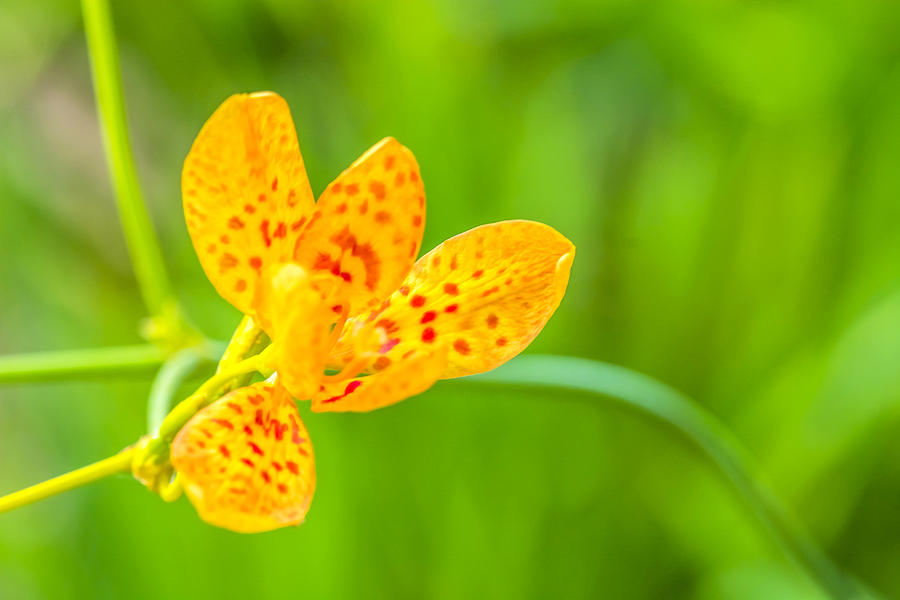 Leopard Lily Photograph