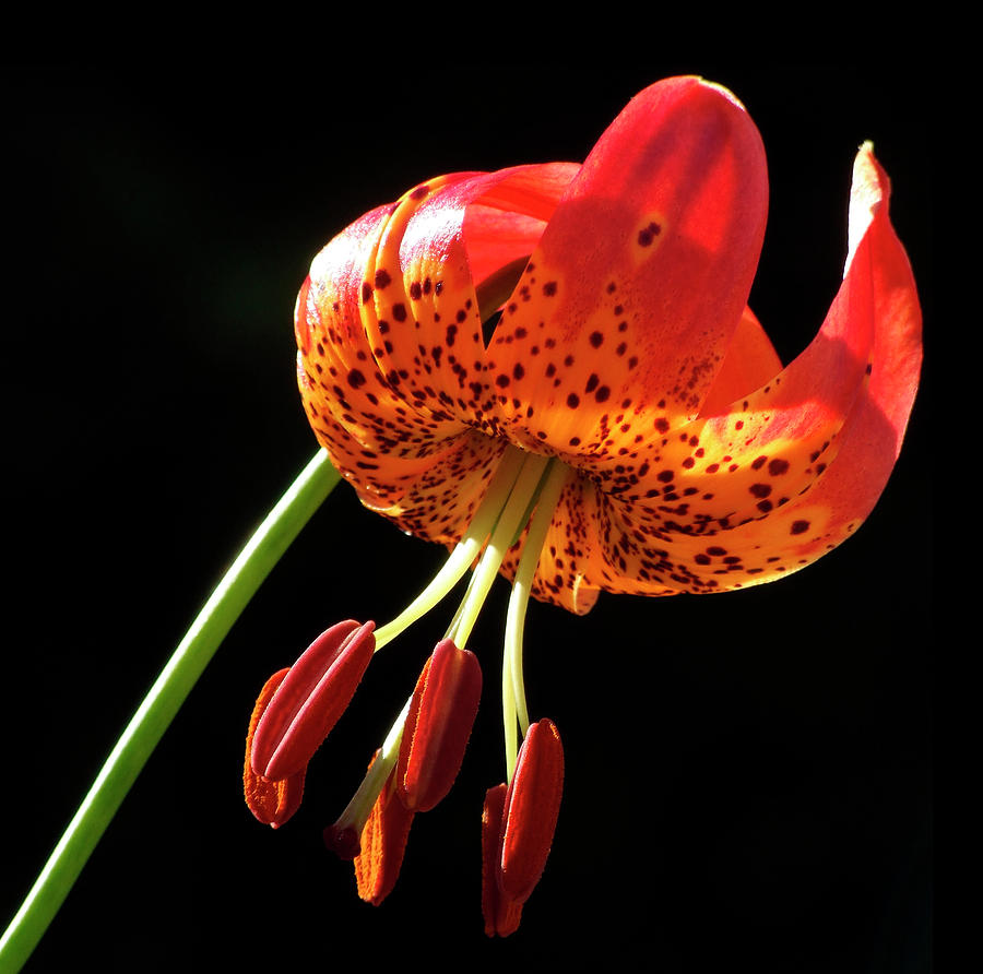 Lily Photograph - Leopard Lily (lilium Pardalinum) by Ian Gowland/science Photo Library