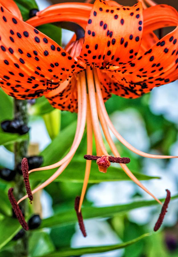 Flower Photograph - Leopard Lily by Steve Harrington