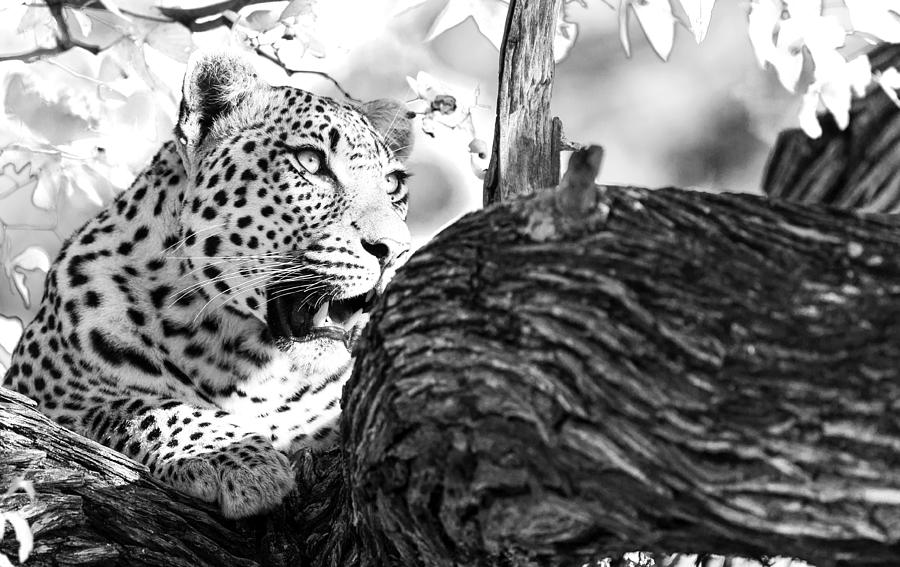 Wildlife Photograph - Leopard by Lyle Gregg