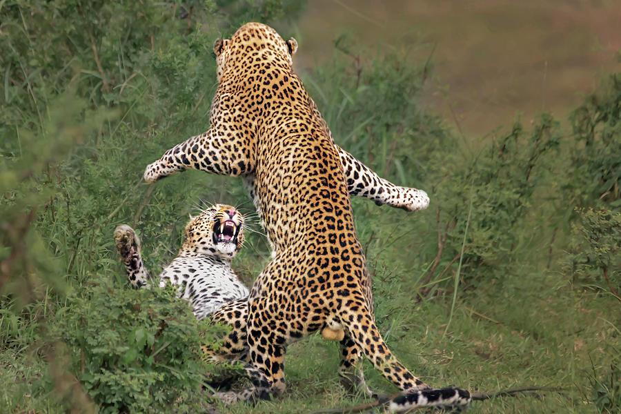 Leopard Mating Photograph by Yun Wang