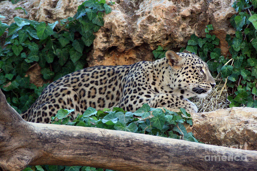 Leopard Photograph by Doc Braham