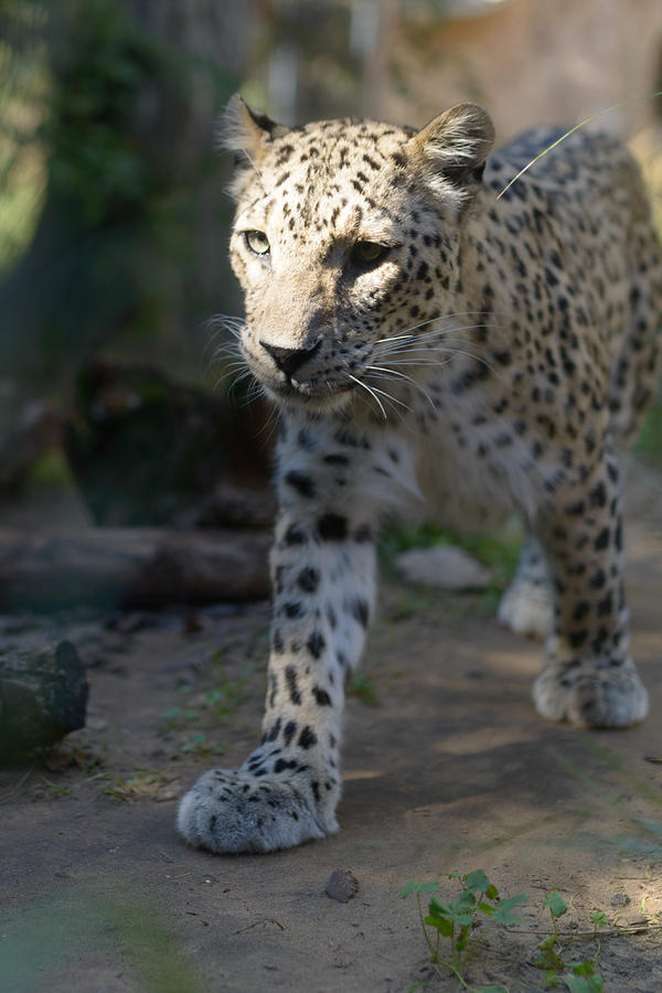 Leopard Photograph by Michael Goyberg
