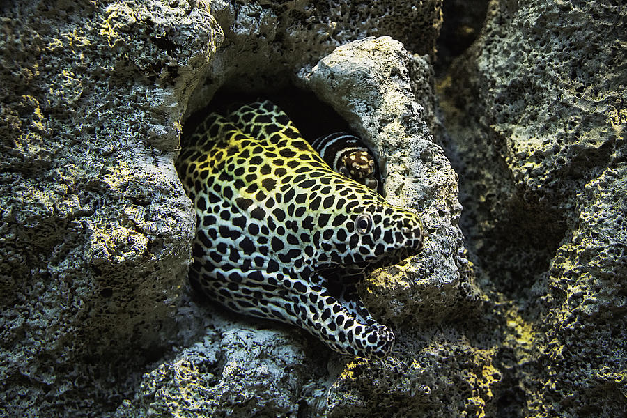 Jaws Photograph - Leopard Moray Eel  by Garry Gay