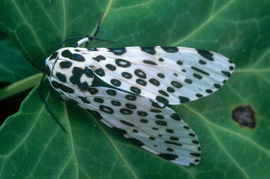 Leopard Moth Photograph by Steve E. Ross