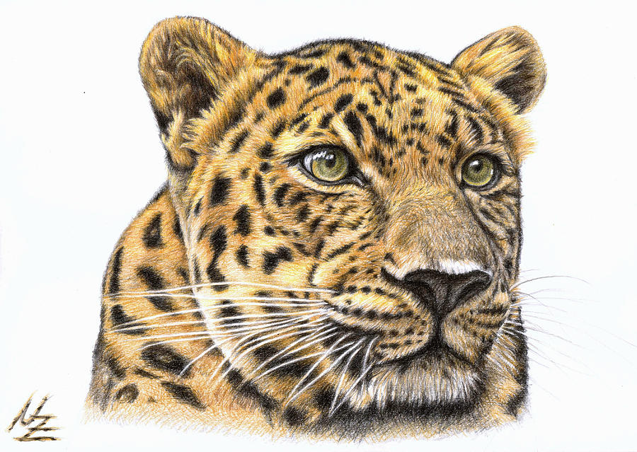 Wildlife Drawing - Leopard by Nicole Zeug