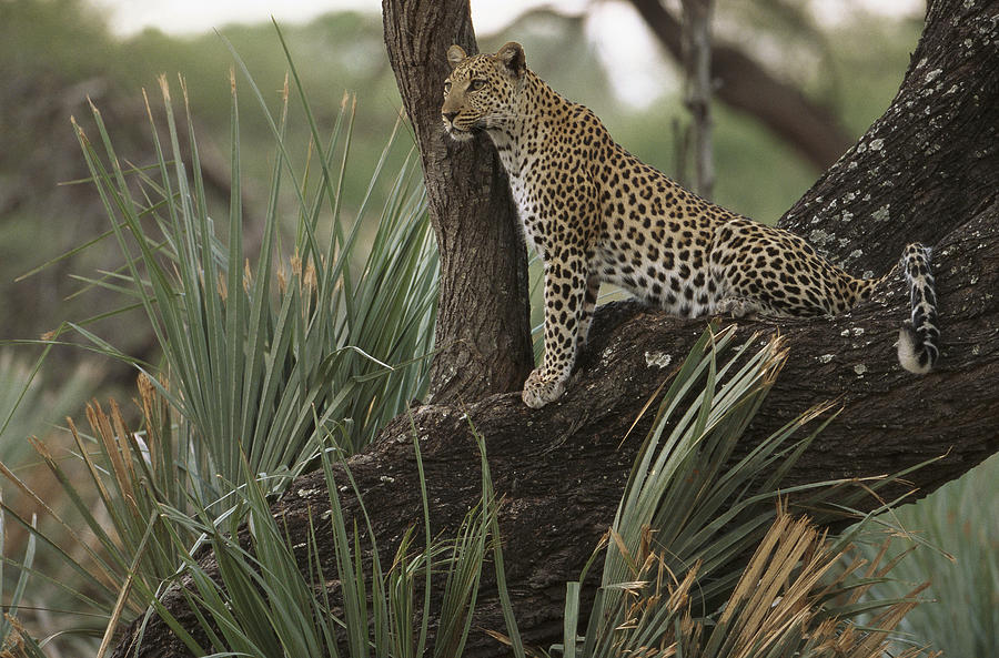 Leopard Okavango Delta Botswana Photograph by Pete Oxford