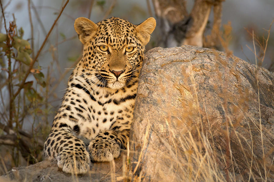 Wildlife Photograph - Leopard on rock by Lyle Gregg